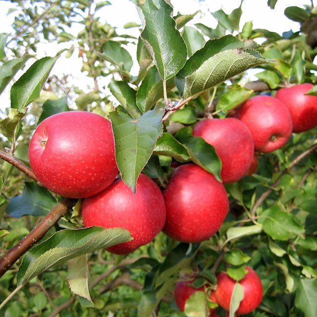 Obsthof Cordes - Fruchtfoto Red Jonaprince